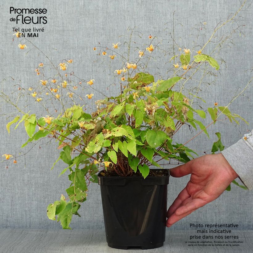 Epimedium Amber Queen - Barrenwort 3L/4L pot sample as delivered in spring