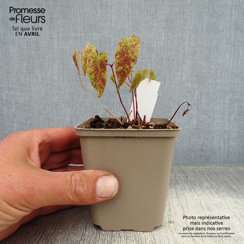 Epimedium Domino - Barrenwort 8/9 cm pot sample as delivered in spring