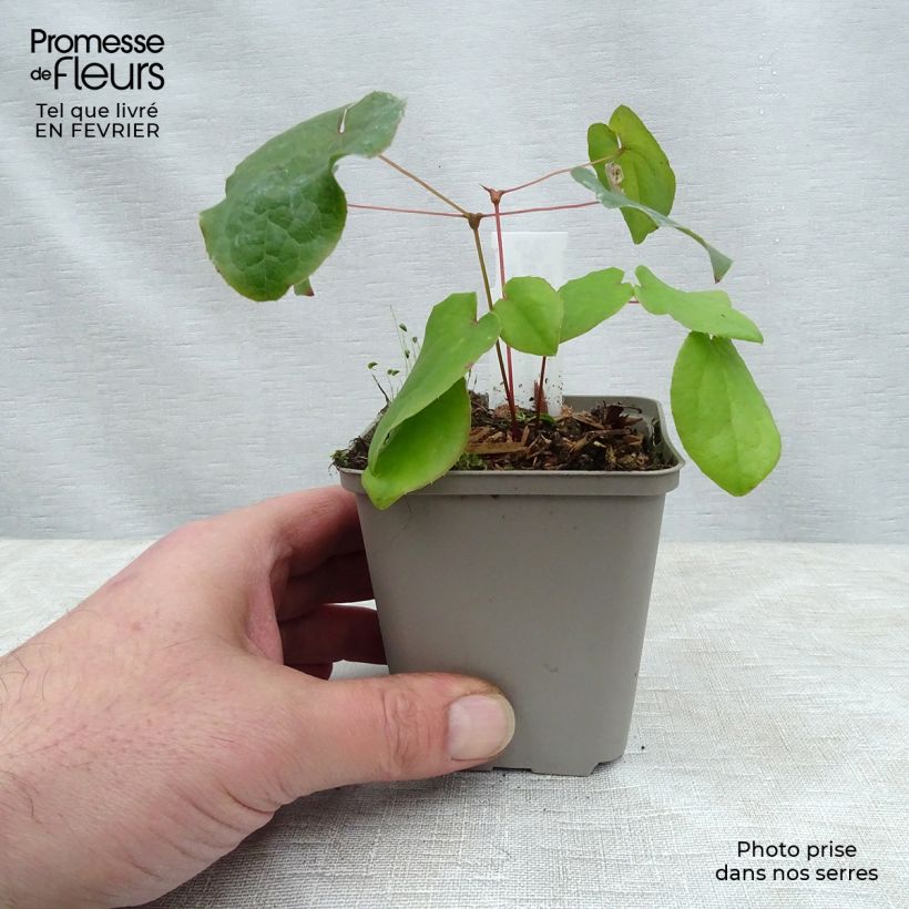 Epimedium pubigerum - Barrenwort 8/9 cm pot sample as delivered in winter