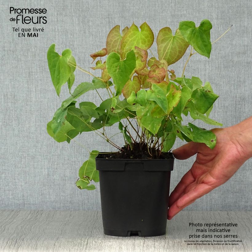 Epimedium pubigerum Orangekönigin - Barrenwort 2L/3L pot sample as delivered in spring