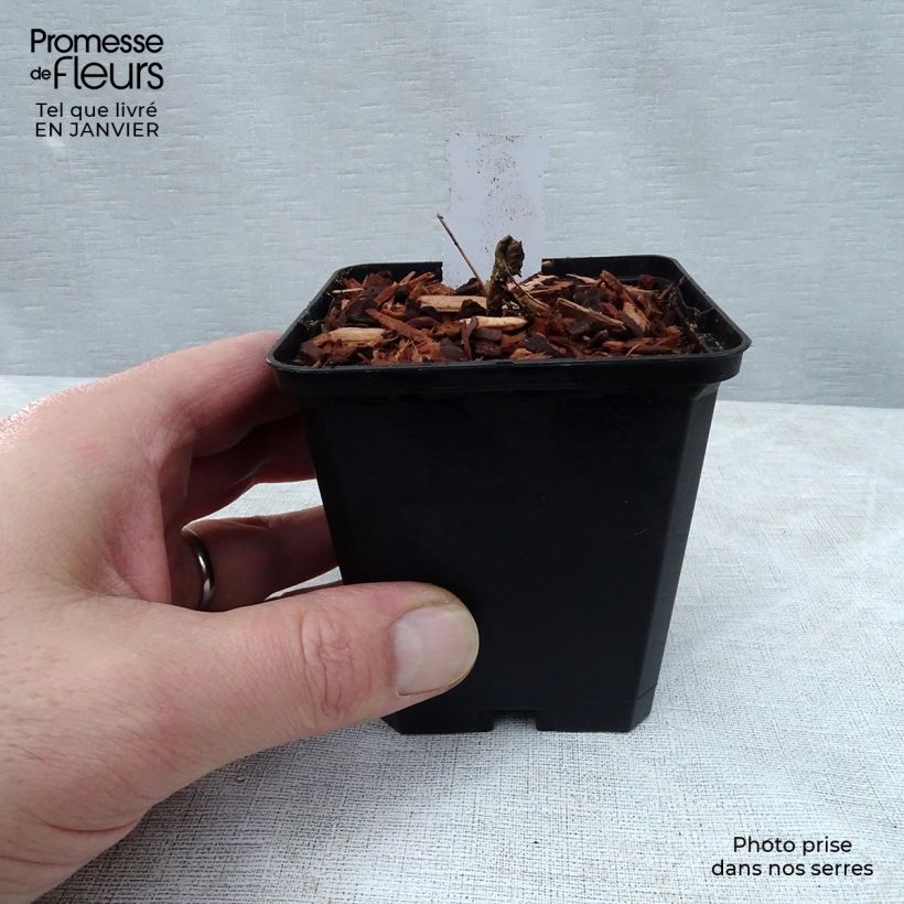 Epimedium grandiflorum Cupreum - Fairy Wings 8/9 cm pot sample as delivered in winter