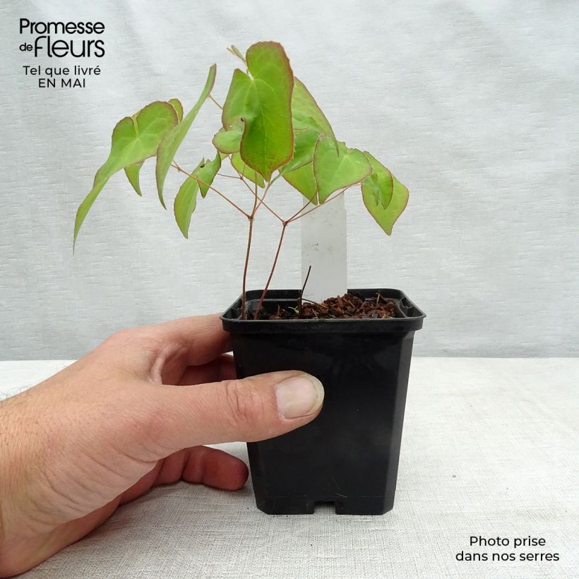 Epimedium grandiflorum Cupreum - Fairy Wings 8/9 cm pot sample as delivered in spring