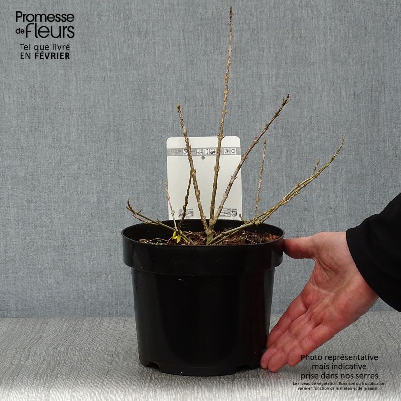 Forsythia intermedia Marée dOr 3L/4L pot sample as delivered in winter