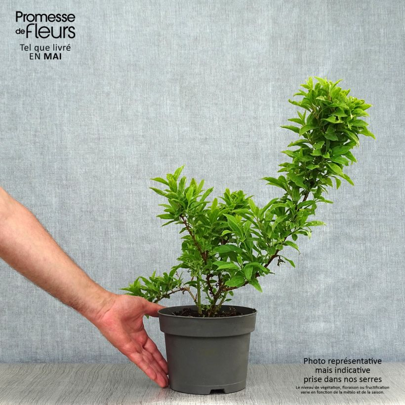 Forsythia intermedia Mêlée dOr 3L/4L pot sample as delivered in spring