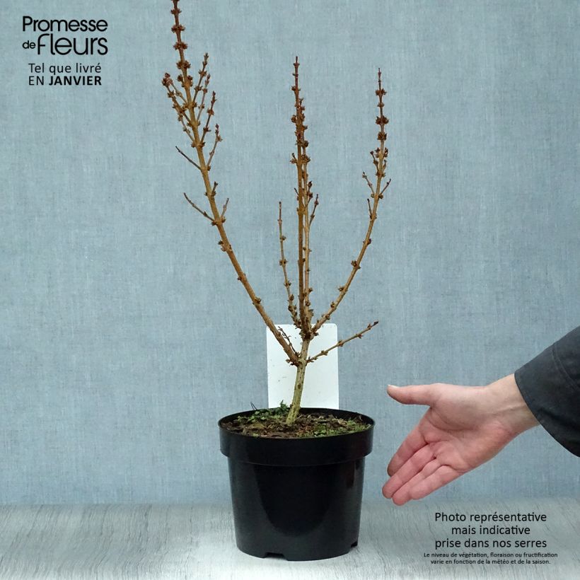 Forsythia intermedia Mikador 2L/3L pot sample as delivered in winter