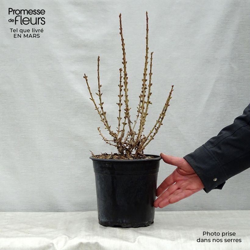 Forsythia intermedia Nimbus 3L/4L pot sample as delivered in spring