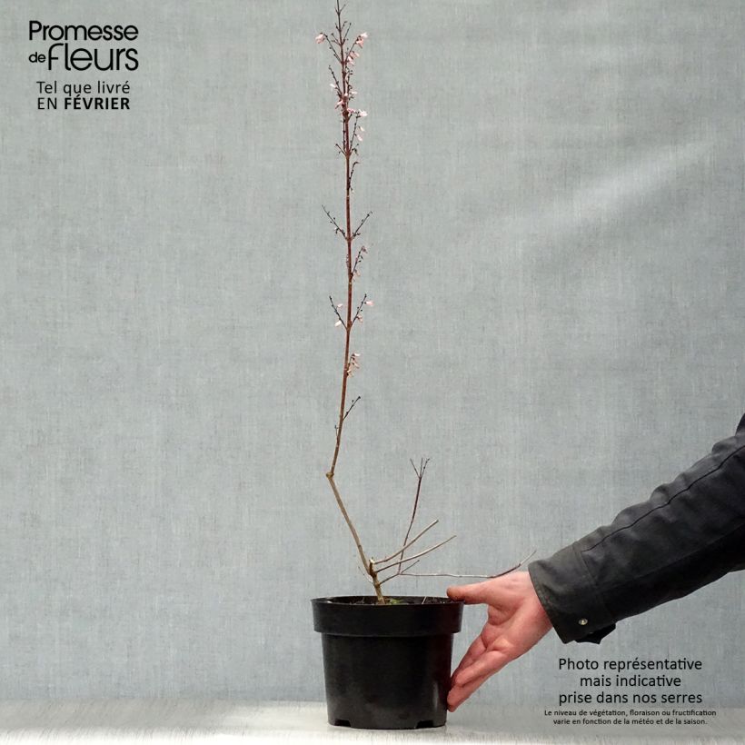 Abeliophyllum distichum - White Forsythia 2L/3L pot sample as delivered in winter