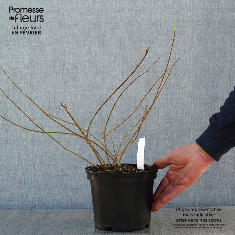 Forsythia intermedia Golden Times 3L/4L pot sample as delivered in winter