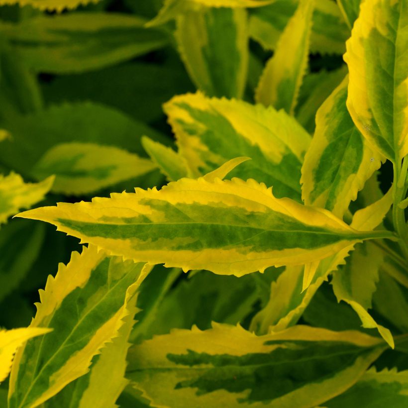 Forsythia intermedia Golden Times (Foliage)