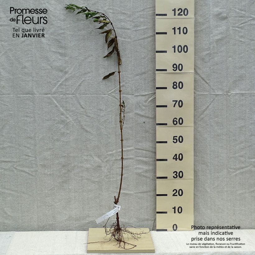 Forsythia intermedia Bare root sample as delivered in winter