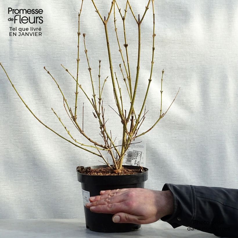 Forsythia intermedia Spectabilis 2L/3L pot sample as delivered in winter