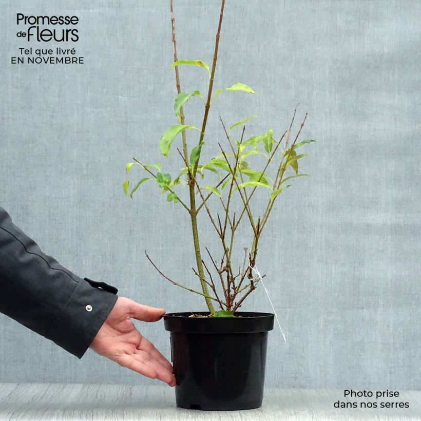 Forsythia intermedia Spectabilis 2L/3L pot sample as delivered in autumn
