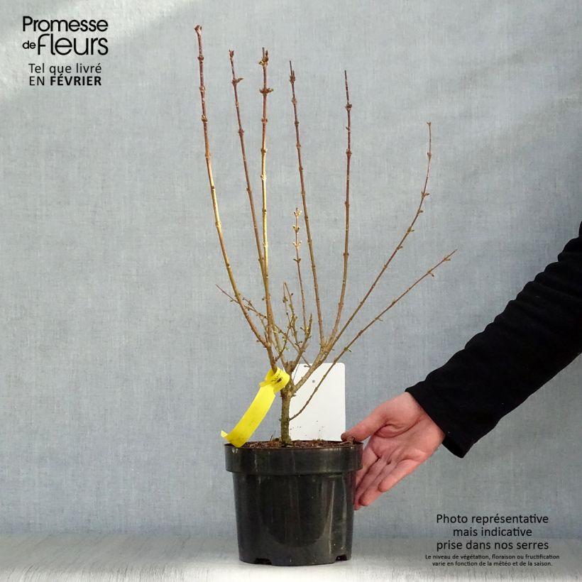 Forsythia intermedia Week-End 2L/3L pot sample as delivered in winter