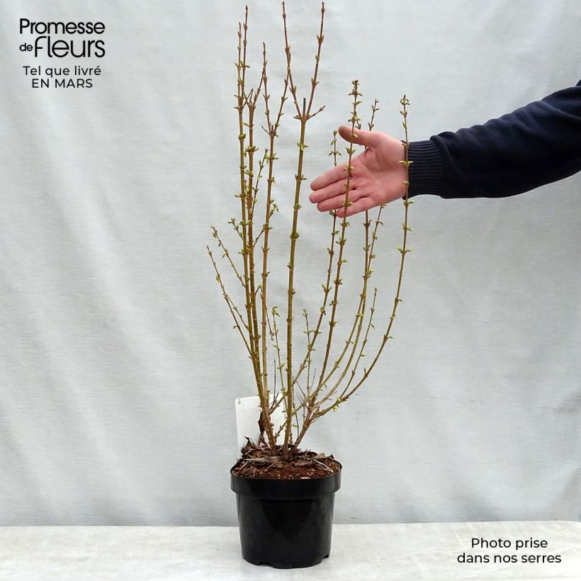 Forsythia intermedia Week-End 2L/3L pot sample as delivered in spring