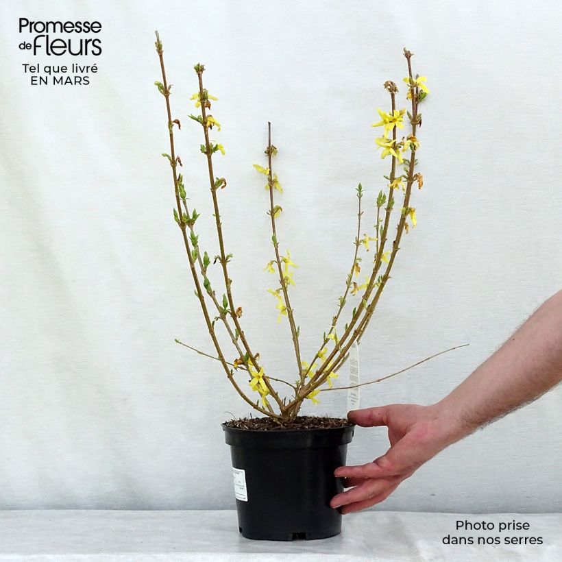 Forsythia intermedia Goldrausch 2L/3L pot sample as delivered in winter