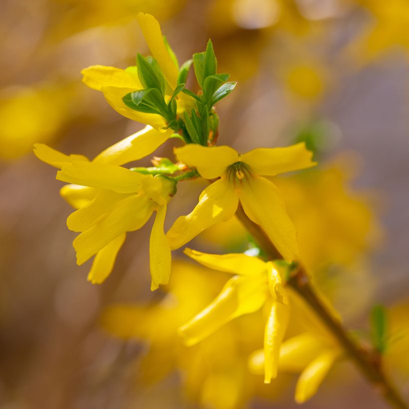 Forsythia intermedia Lynwood (Flowering)