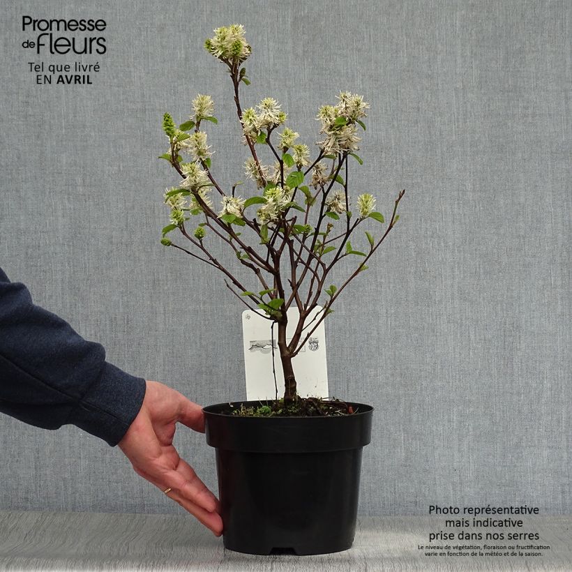 Fothergilla intermedia Blue Shadow 3L/4L pot sample as delivered in spring