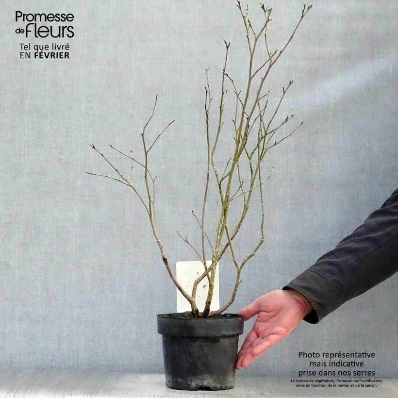 Fothergilla major 3L/4L pot sample as delivered in winter