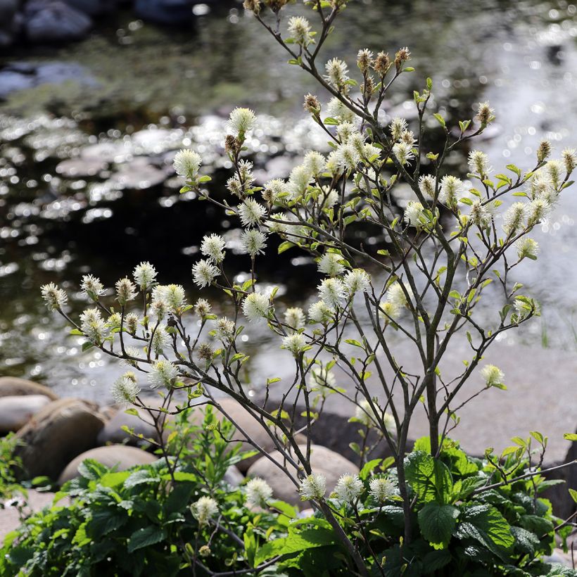 Fothergilla major (Plant habit)