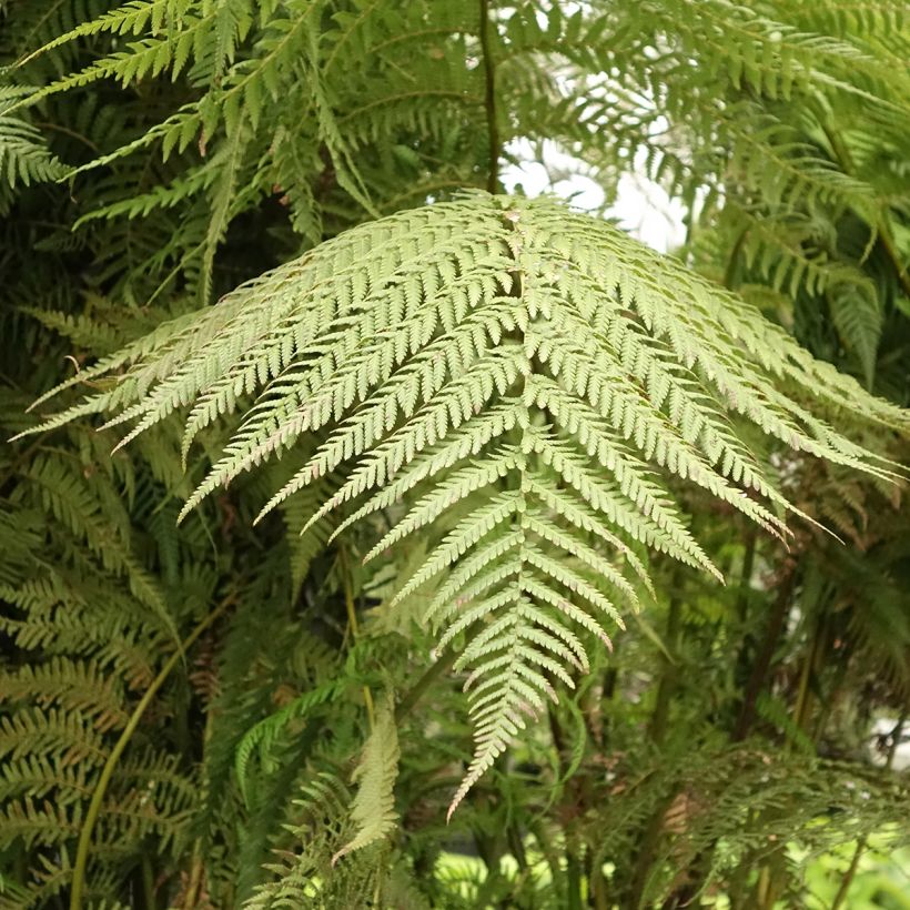Dicksonia antarctica - Tree Fern (Foliage)
