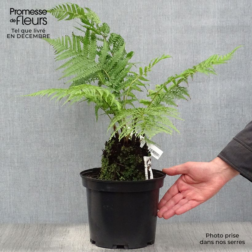 Dicksonia antarctica - Tree Fern 4L/5L pot sample as delivered in winter