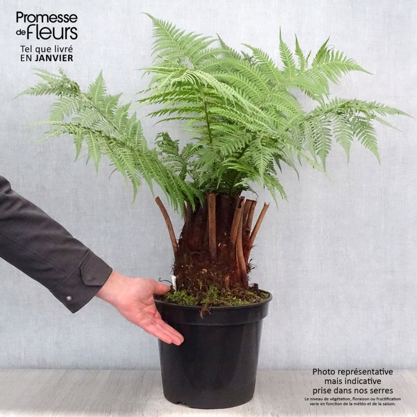 Dicksonia antarctica - Tree Fern 4L/5L pot sample as delivered in winter