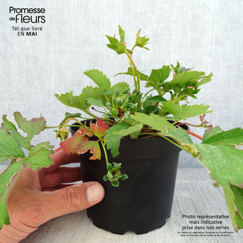 Wild Strawberry Pink Marathon (everbearing) - Fragaria x vesca 1.5L/2L pot sample as delivered in spring