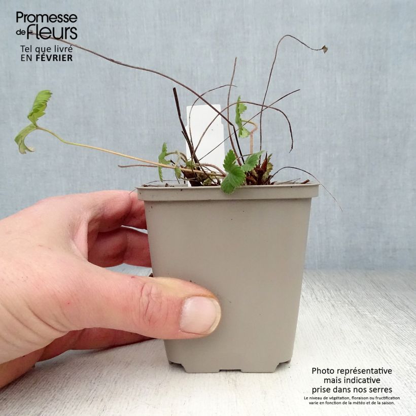 Wild strawberry - Fragaria vesca 8/9 cm pot sample as delivered in winter