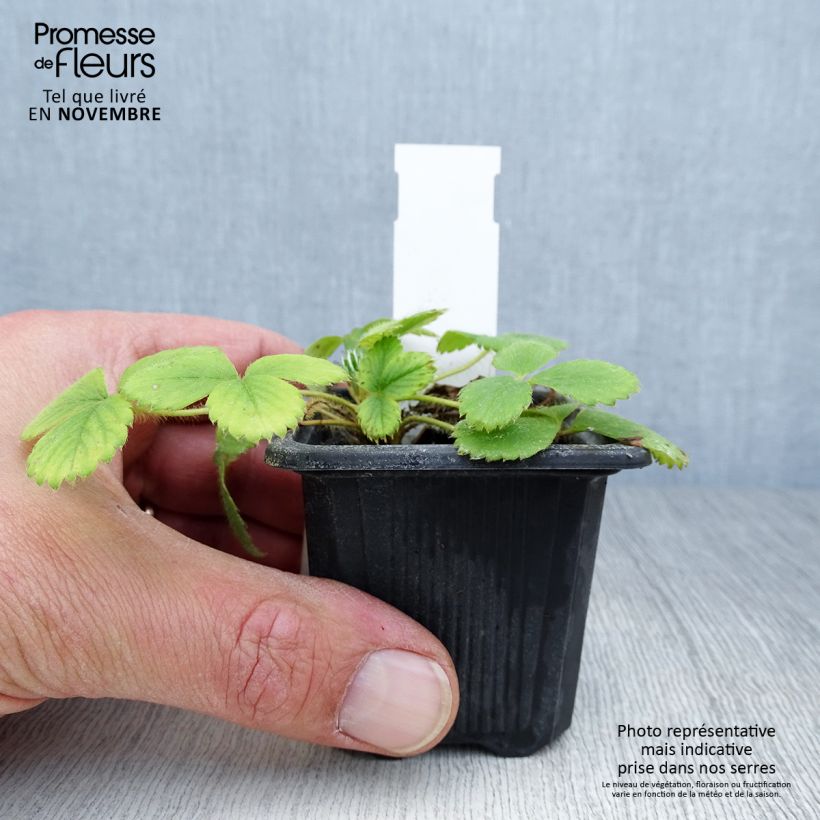 Strawberry Anaïs plants (everbearing) - Fragaria ananassa 7/8 cm pot sample as delivered in autumn