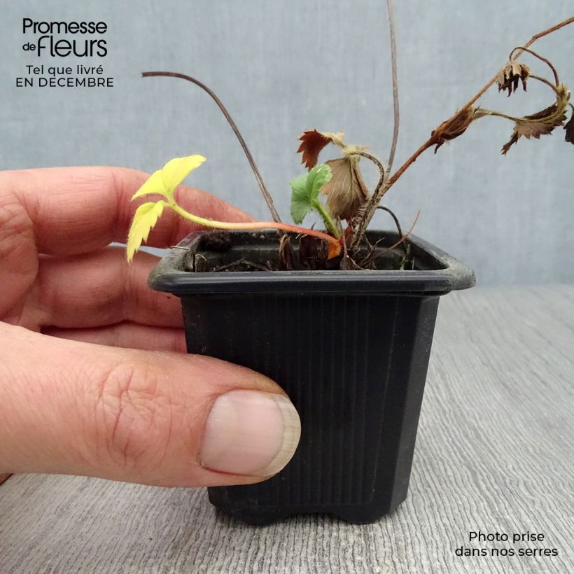 Charlotte Strawberry (everbearing) - Fragaria ananassa 7/8 cm pot sample as delivered in winter