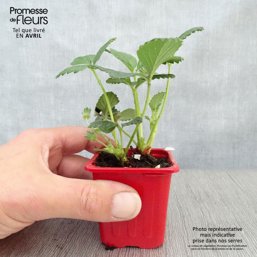 Strawberry Cijosée (everbearing) - Fragaria ananassa 7/8 cm pot sample as delivered in spring