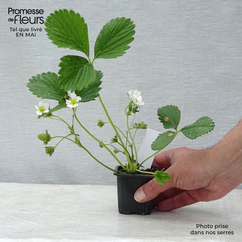 Strawberry Cirafine (everbearing) - Fragaria ananassa 7/8 cm pot sample as delivered in spring