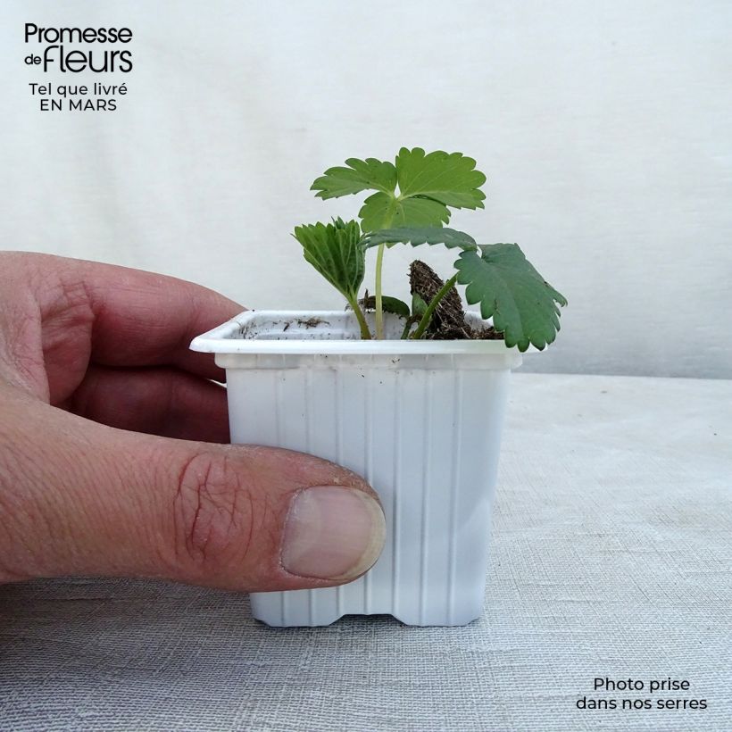 Strawberry Cirano - Fragaria 7/8 cm pot sample as delivered in winter
