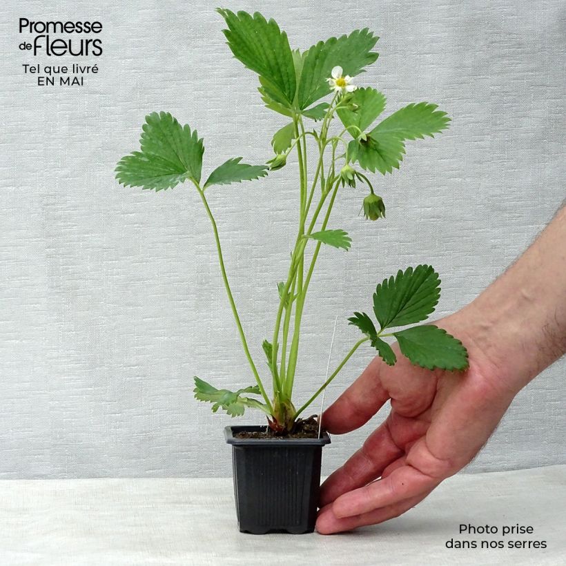 Strawberry Gariguette - Fragaria ananassa 7/8 cm pot sample as delivered in spring