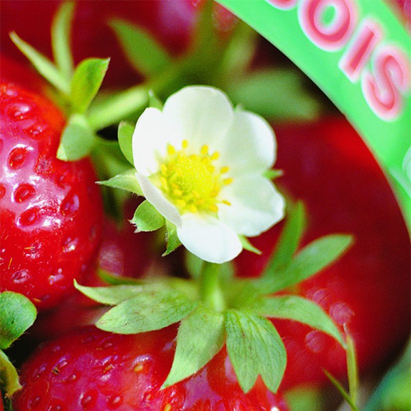 Wild Strawberry Mara des Bois plants (everbearing) (Flowering)