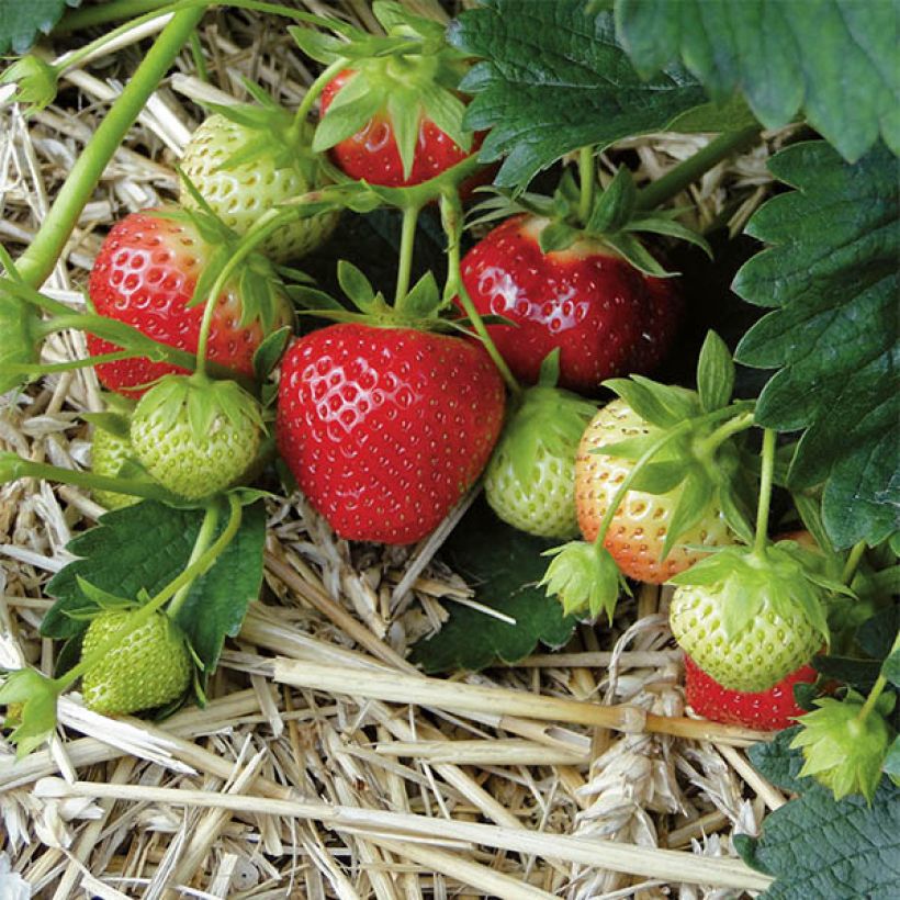 Wild Strawberry Mara des Bois plants (everbearing) (Harvest)