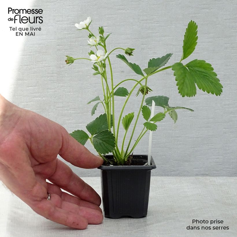 Wild Strawberry Mara des Bois plants (everbearing) 7/8 cm pot sample as delivered in spring