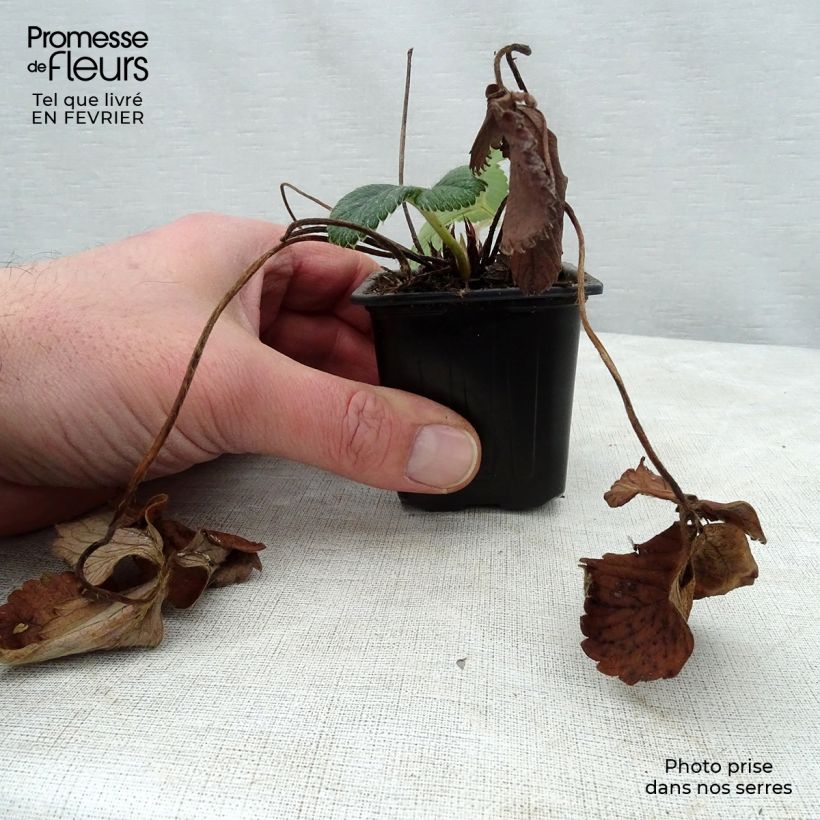 Strawberry White Pineberry - Fragaria ananassa 8/9 cm pot sample as delivered in winter