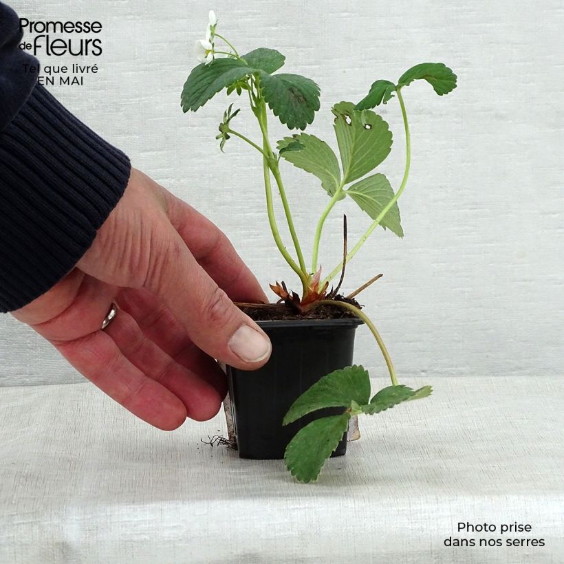 Strawberry White Pineberry - Fragaria ananassa 8/9 cm pot sample as delivered in spring