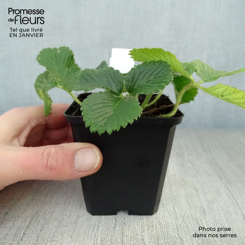 Fragaria rubicolia Mont Omei 8/9 cm pot sample as delivered in winter