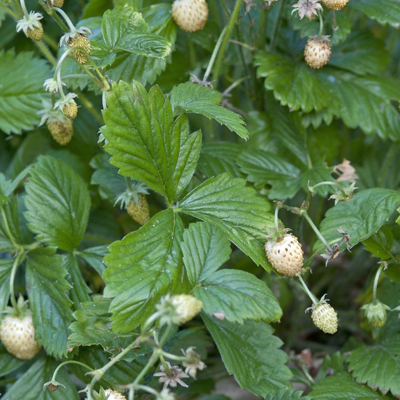 Wild Strawberry Yellow Wonder seeds - Fragaria vesca (Foliage)