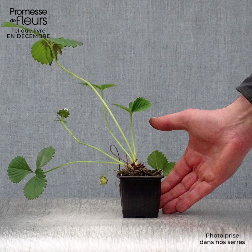 Strawberry Maestro - Fragaria ananassa 7/8 cm pot sample as delivered in winter