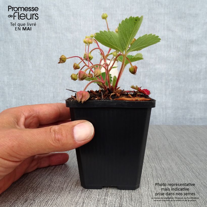 Fragaria Pink Panda 8/9 cm pot sample as delivered in spring