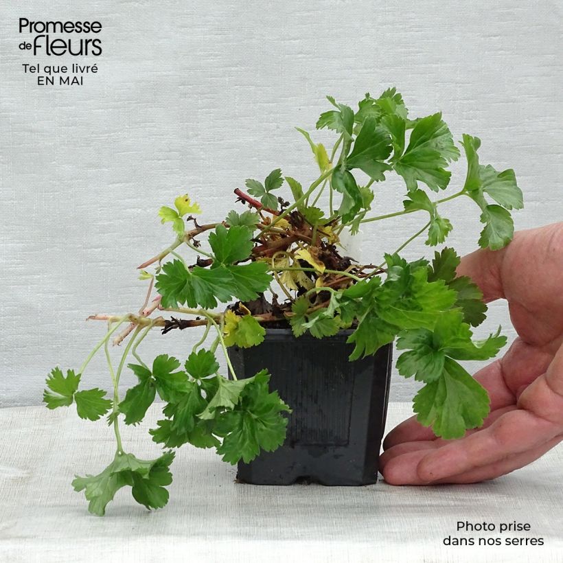 Waldsteinia ternata 8/9 cm pot sample as delivered in spring