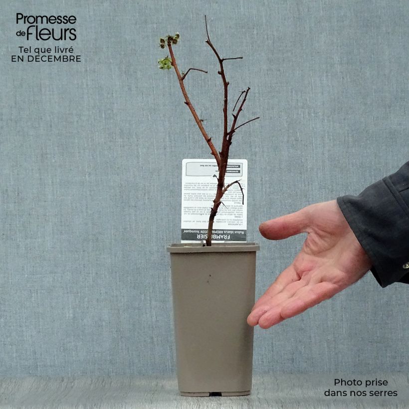 Raspberry Aroma Queen (Everbearing) - Rubus idaeus 1.5L/2L pot, Clump sample as delivered in winter