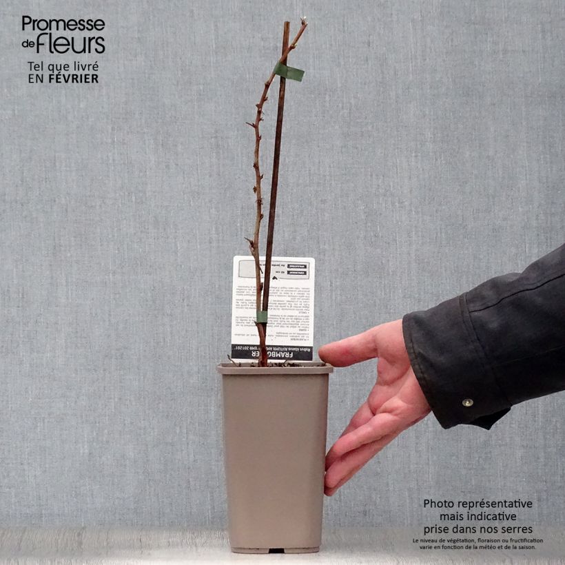 Raspberry Autumn Amber (Everbearing) - Rubus idaeus 1.5L/2L pot, Clump sample as delivered in winter