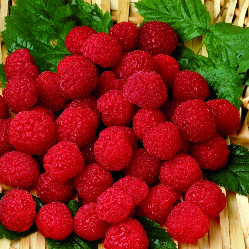 Raspberry Belle de Malicorne - Rubus idaeus (Harvest)