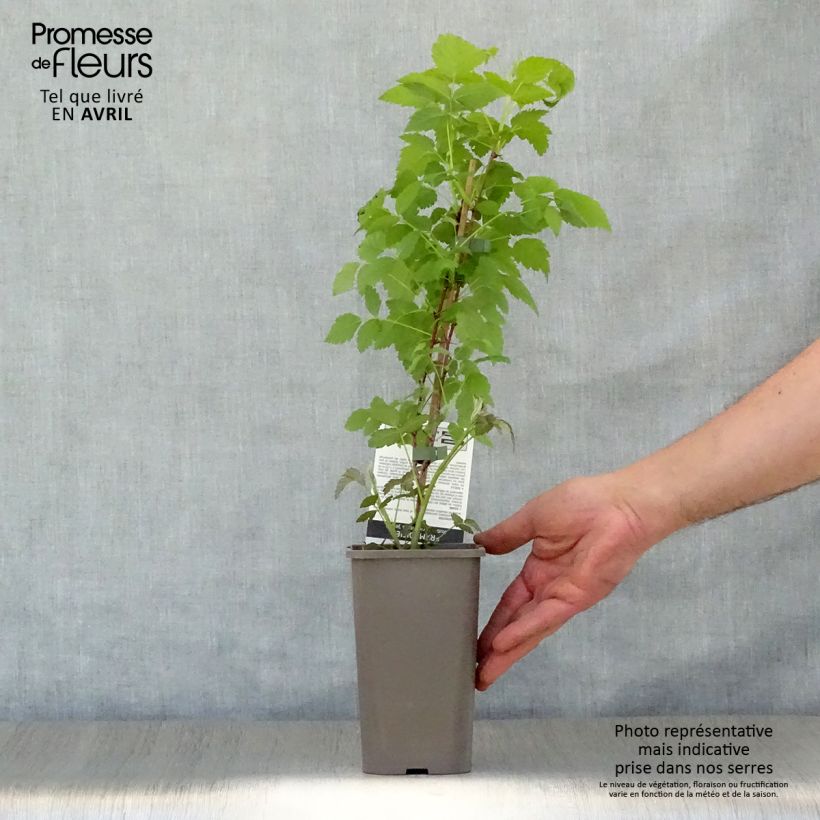 Black Jewel Raspberry - Rubus occidentalis 1.5L/2L pot, Clump sample as delivered in spring
