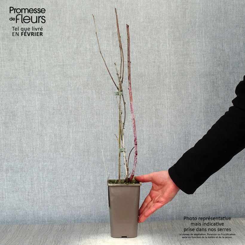 Black Jewel Raspberry - Rubus occidentalis 1.5L/2L pot, Clump sample as delivered in winter