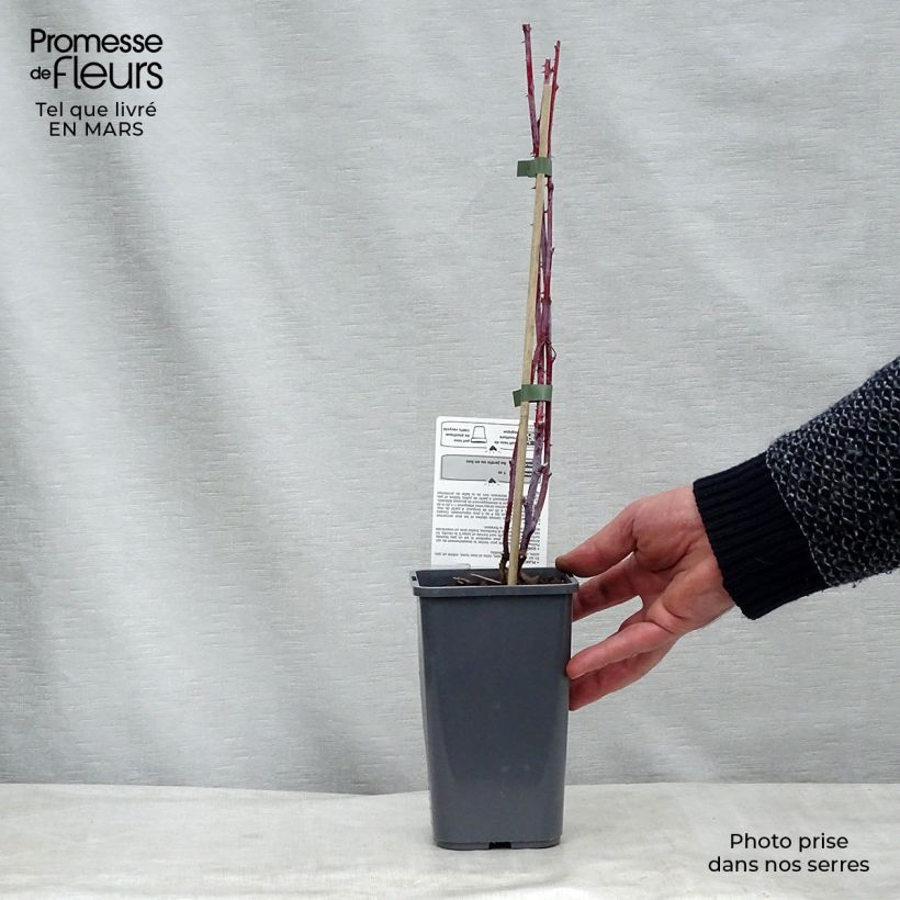 Organic Black Jewel Raspberry - Rubus idaeus 1.5L/2L pot, Clump sample as delivered in winter